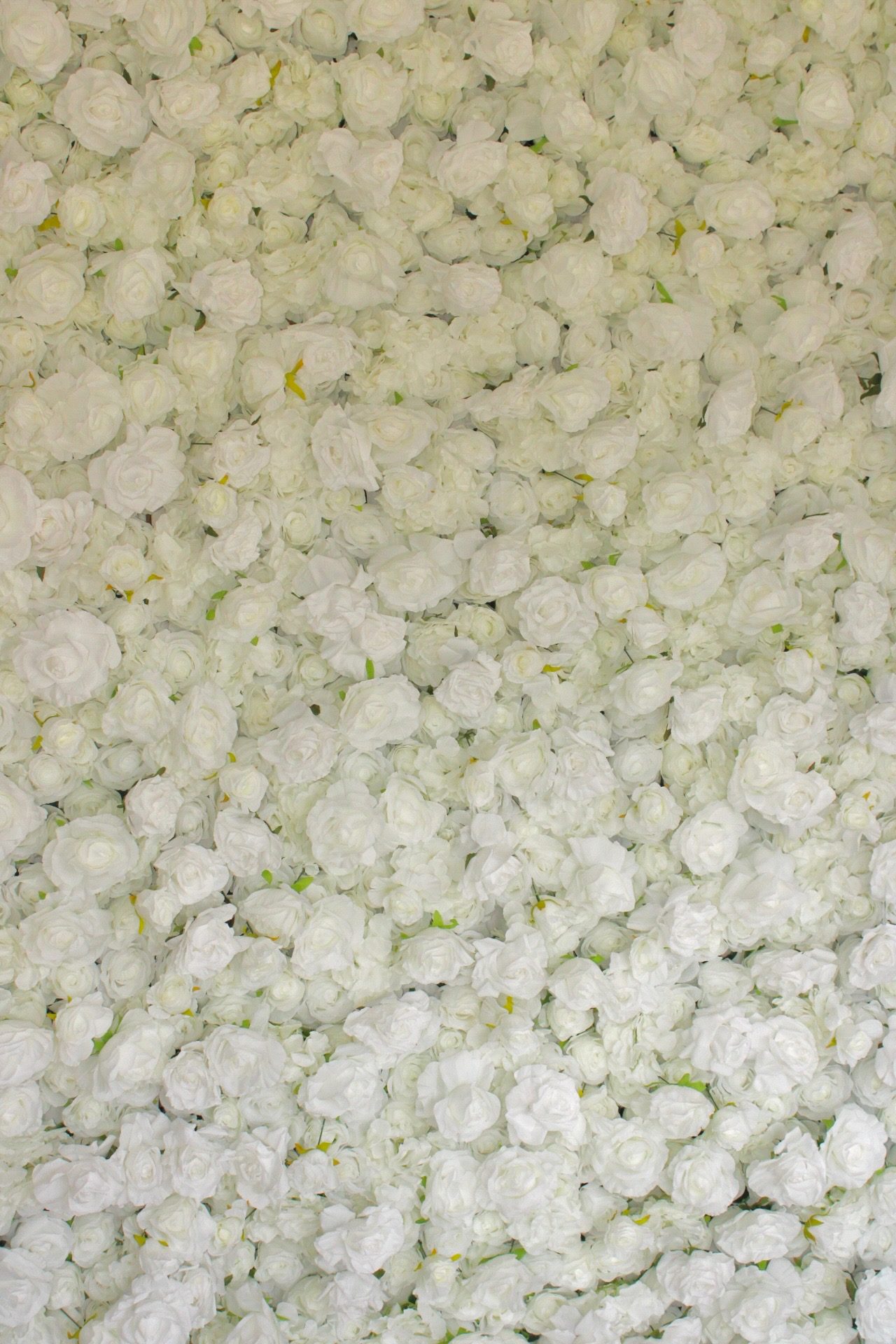 Close-up of the packed white roses the wall is built from