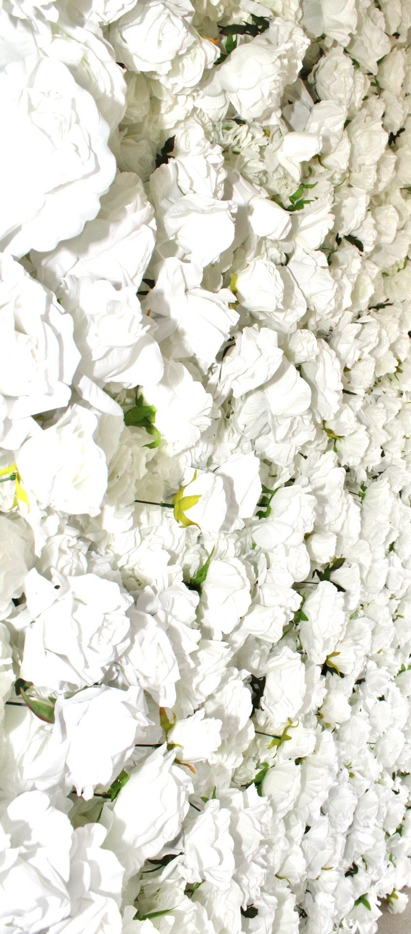 The face of the white rose flower wall, floor to ceiling
