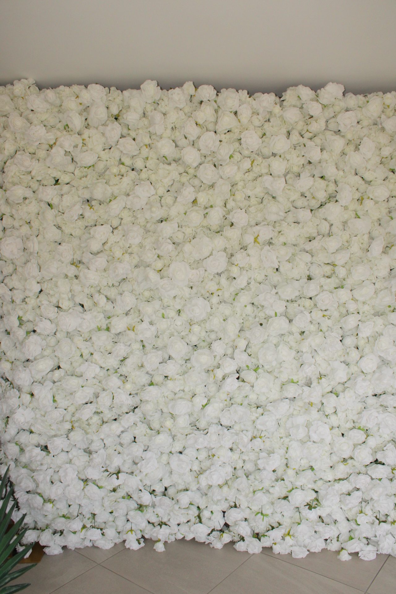 The full face of the white rose flower wall, floor to top